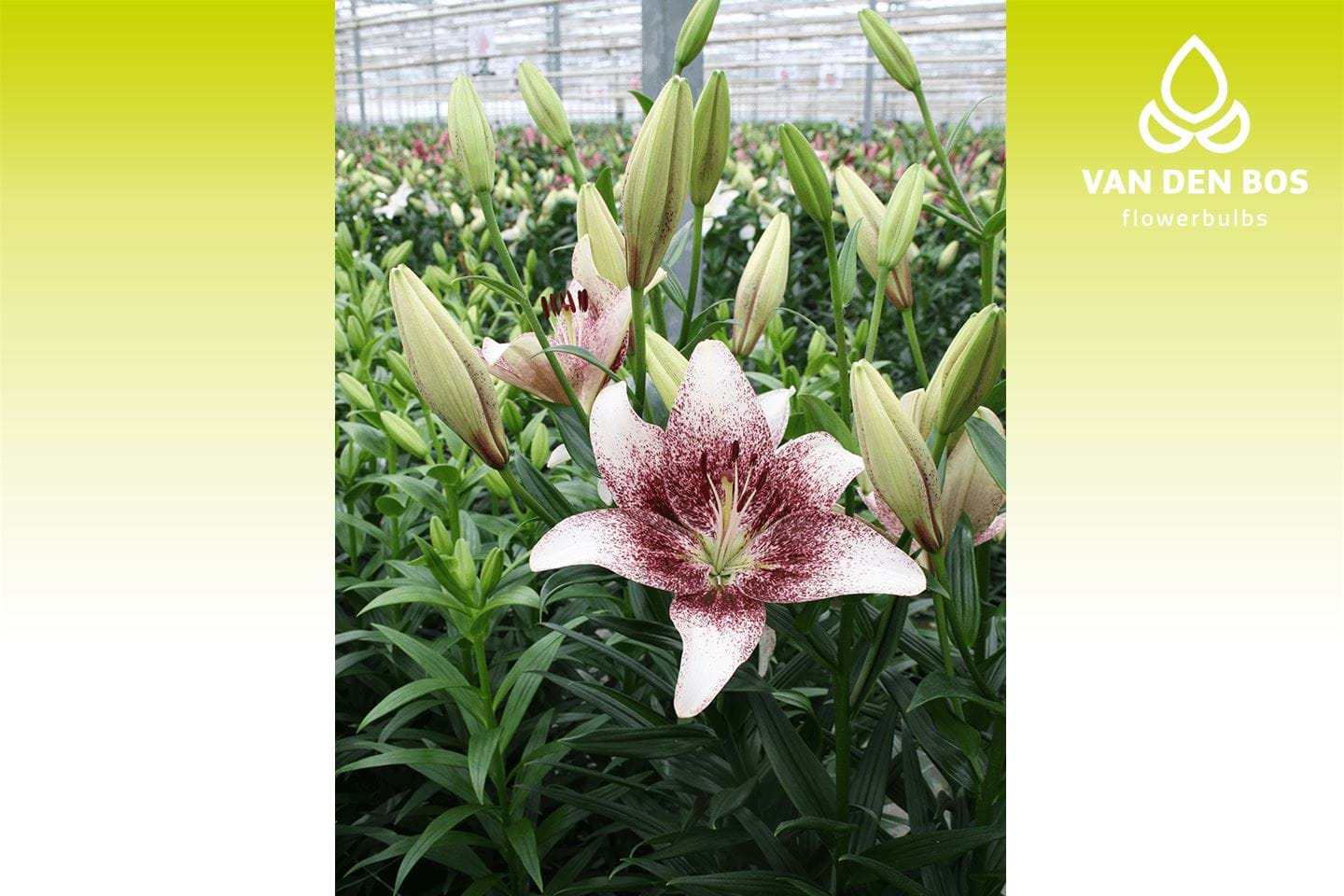 White Brush® (L.A.) - Lily - Van den Bos Flowerbulbs